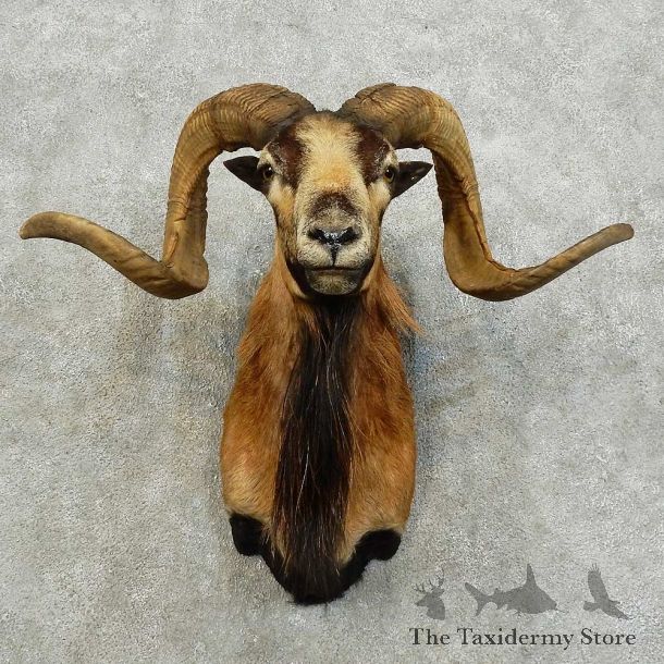 Corsican Ram Shoulder Mount For Sale #16014 @ The Taxidermy Store