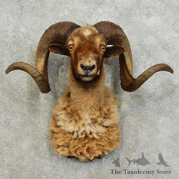 Corsican Ram Shoulder Mount For Sale #16016 @ The Taxidermy Store