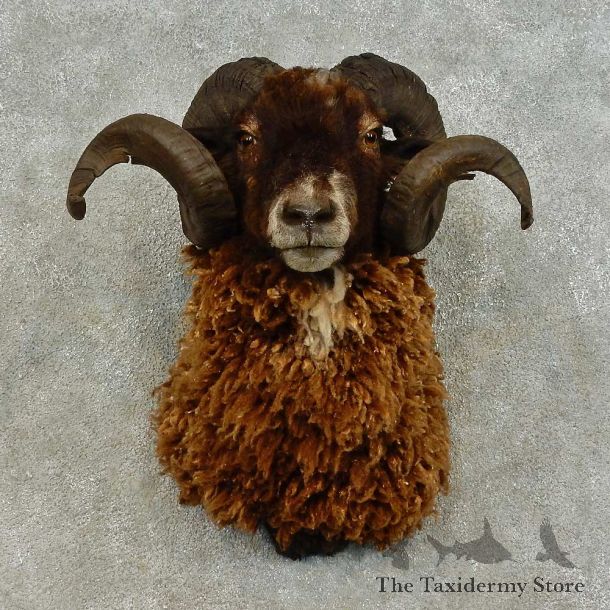 Corsican Ram Shoulder Mount For Sale #16422 @ The Taxidermy Store