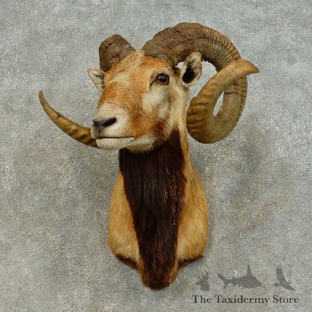 Corsican Ram Shoulder Mount For Sale #16452 @ The Taxidermy Store