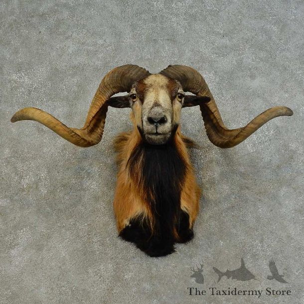 Corsican Ram Shoulder Mount For Sale #16455 @ The Taxidermy Store