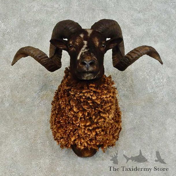 Corsican Ram Shoulder Mount For Sale #16456 @ The Taxidermy Store