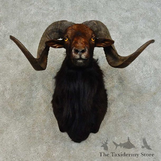 Corsican Ram Shoulder Mount For Sale #16457 @ The Taxidermy Store
