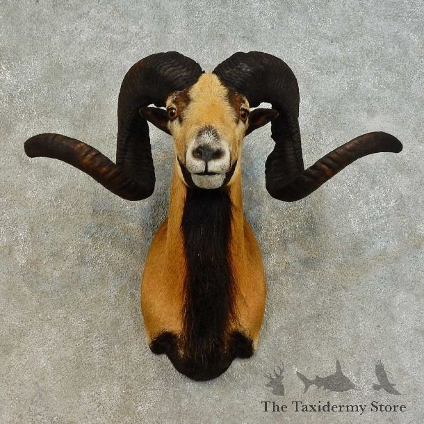 Corsican Ram Shoulder Mount For Sale #16512 @ The Taxidermy Store