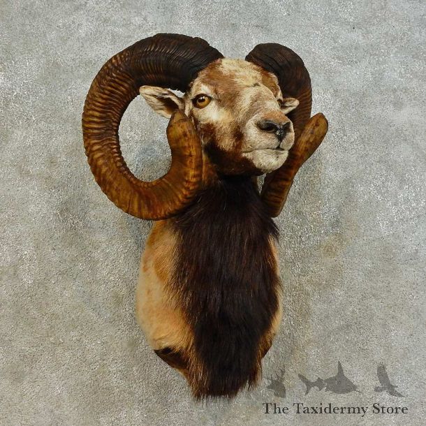 mouflon Ram Shoulder Mount For Sale #16513 @ The Taxidermy Store