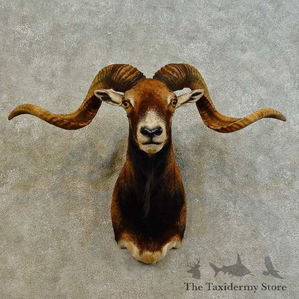 Corsican Ram Shoulder Mount For Sale #16529 @ The Taxidermy Store