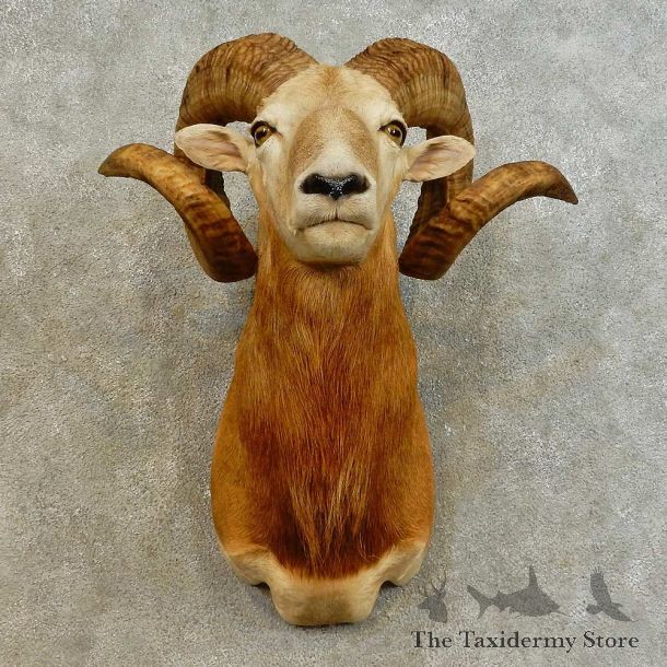 Corsican Ram Shoulder Mount For Sale #16540 @ The Taxidermy Store