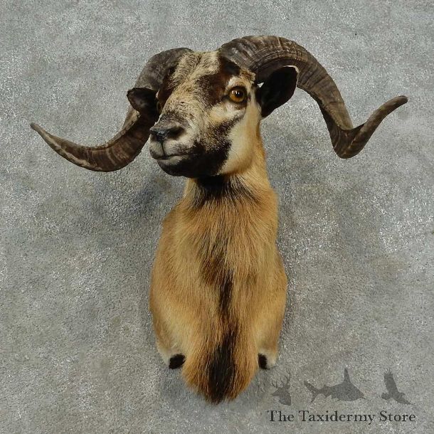 Corsican Ram Shoulder Mount For Sale #16720 @ The Taxidermy Store