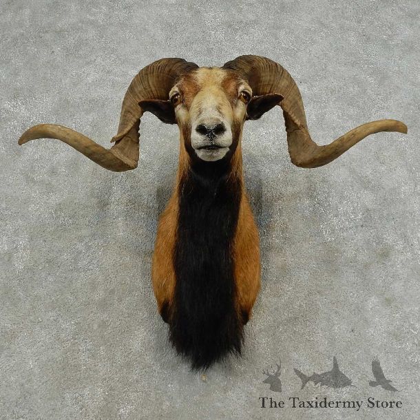 Corsican Ram Shoulder Mount For Sale #16870 @ The Taxidermy Store