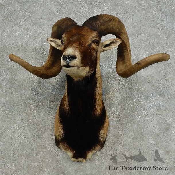 Corsican Ram Shoulder Mount For Sale #16876 @ The Taxidermy Store