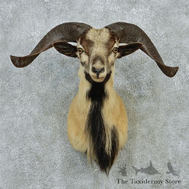 Corsican Ram Shoulder Taxidermy Head Mount #12846 For Sale @ The Taxidermy Store