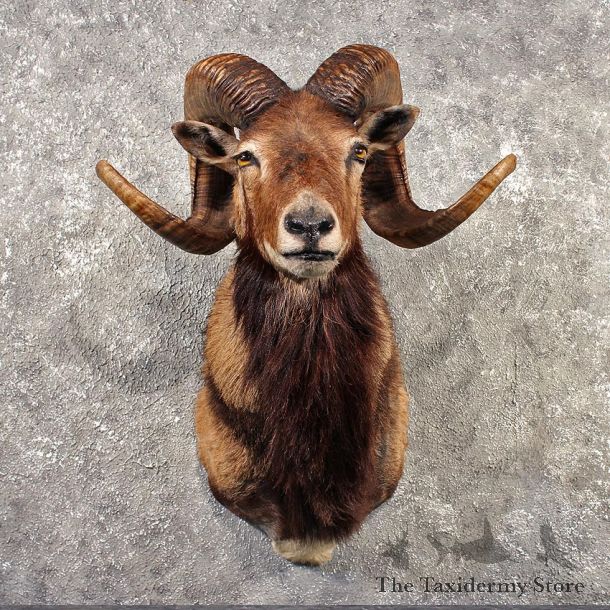 Mouflon Ram Shoulder Mount #11519 - For Sale - The Taxidermy Store
