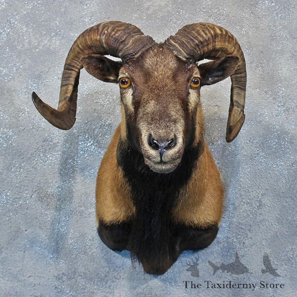 Corsican Ram Shoulder Mount #12016 For Sale @ The Taxidermy Store