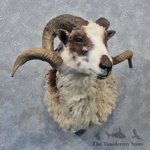 Black & White Coriscan Ram Mount #11322 For Sale @ The Taxidermy Store