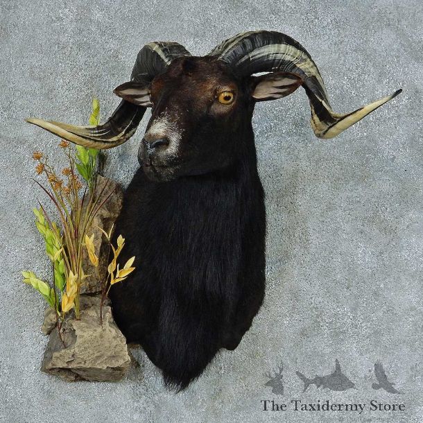 Black Corsican Ram Shoulder Taxidermy Mount #13457 For Sale @ The Taxidermy Store