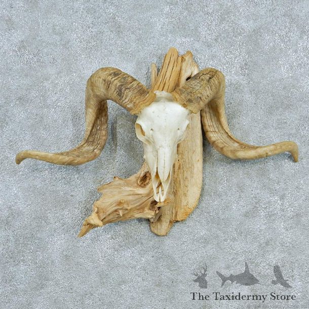 Corsican Ram Skull & Horns #12558 For Sale @ The Taxidermy Store