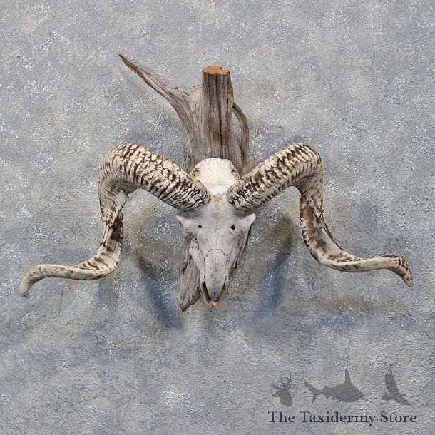 Corsican Ram Skull & Horns #12181 For Sale @ The Taxidermy Store