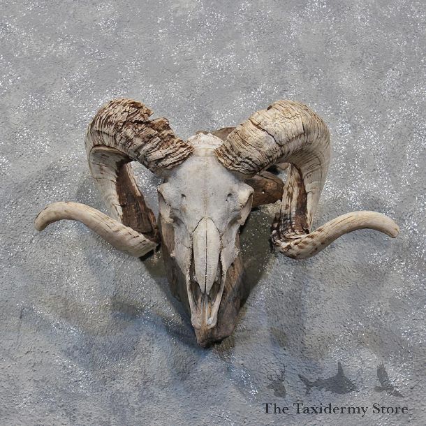 Corsican Ram Skull & Horns #12185 For Sale @ The Taxidermy Store