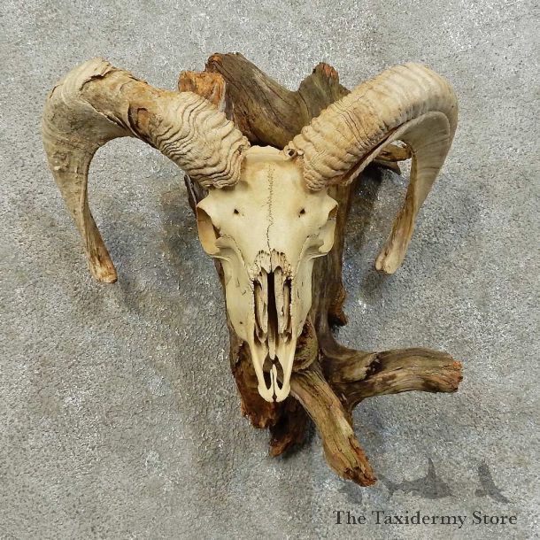 Corsican Ram Skull European Mount For Sale #16003 @ The Taxidermy Store