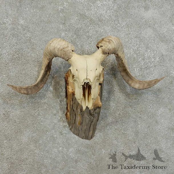 Corsican Ram Skull European Mount For Sale #16004 @ The Taxidermy Store