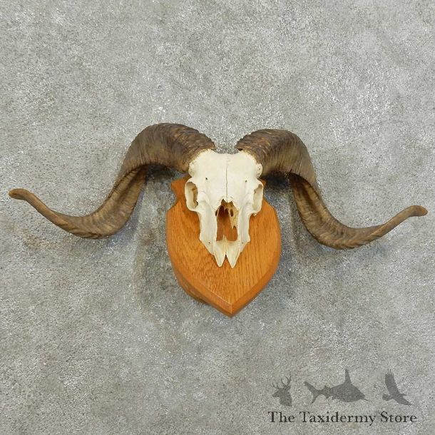 Corsican Ram Skull European Mount For Sale #16005 @ The Taxidermy Store