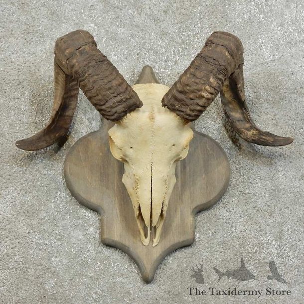 Corsican Ram Skull European Mount For Sale #16006 @ The Taxidermy Store