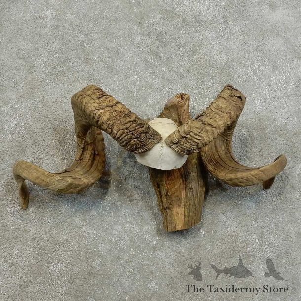 Corsican Ram Skull European Mount For Sale #16008 @ The Taxidermy Store