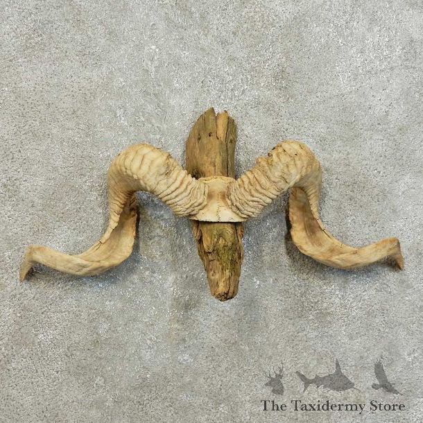 Corsican Ram Skull European Mount For Sale #16009 @ The Taxidermy Store