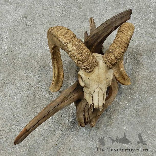 Corsican Ram Skull European Mount For Sale #16273 @ The Taxidermy Store