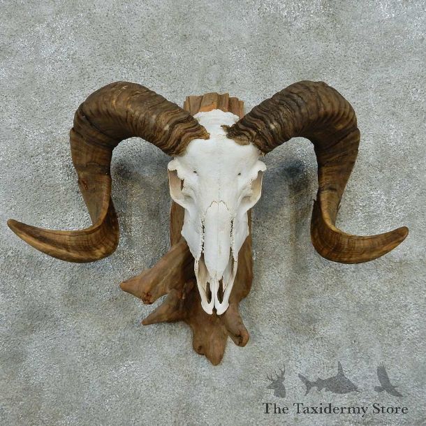 Corsican Ram Skull Horn European Mount #13598 For Sale @ The Taxidermy Store