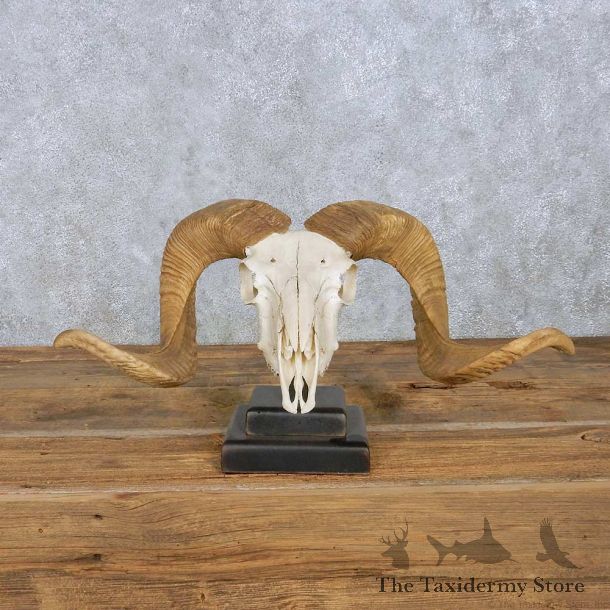 Corsican Ram Skull & Horns Mount For Sale #13961 @ The Taxidermy Store