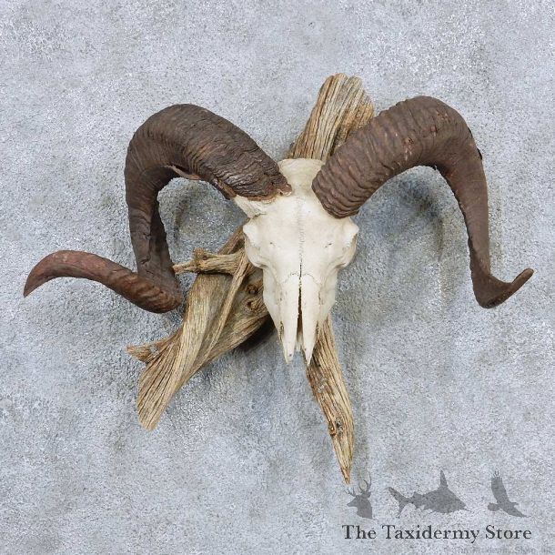 Corsican Ram Skull & Horn Mount For Sale #13891 For Sale @ The Taxidermy Store