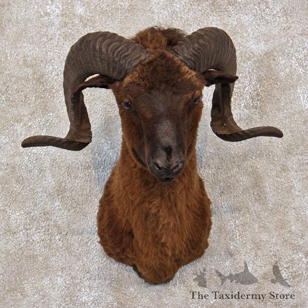 Black Corsican Ram Shoulder Taxidermy Mount #10567 For Sale @ The Taxidermy Store