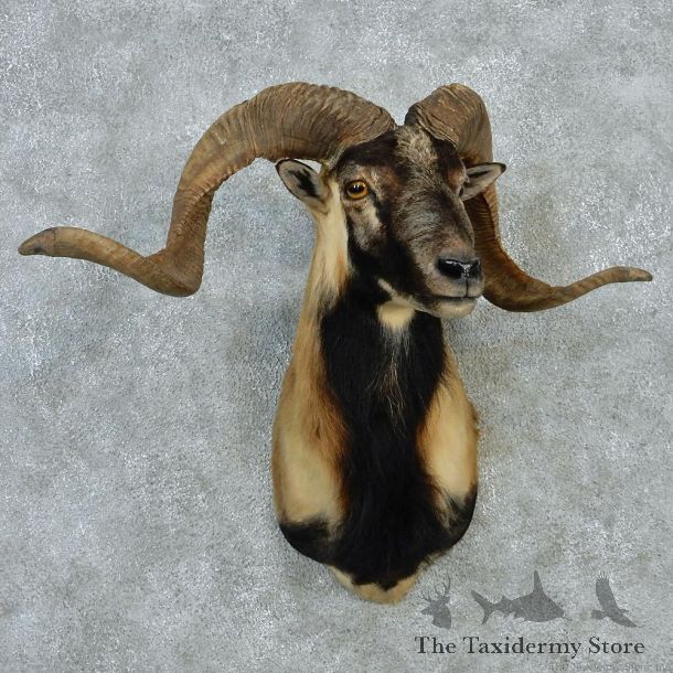 Black & Tan Corsican Ram Taxidermy Mount #12967 For Sale @ The Taxidermy Store