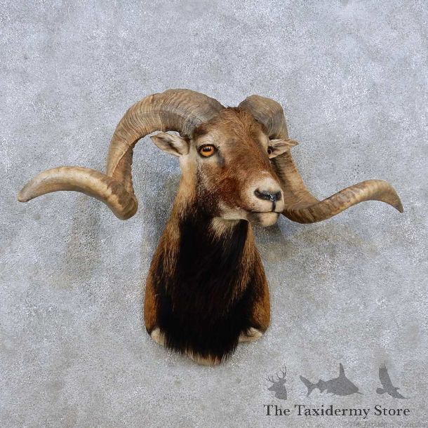 Corsican Ram Shoulder Mount For Sale #14262 @ The Taxidermy Store