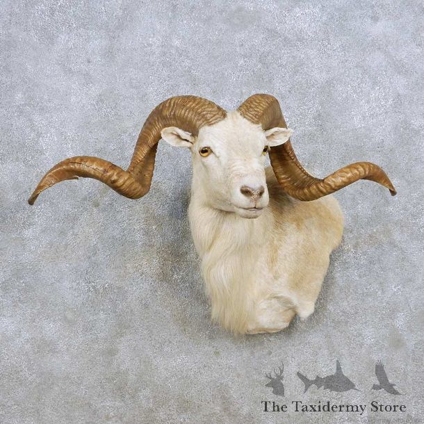 Corsican Ram Wall Pedestal Mount For Sale #14272 @ The Taxidermy Store