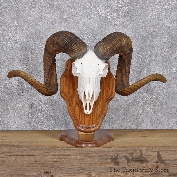 Corsican Ram Taxidermy Skull & Horn Plaque Mount #10914 For Sale @ The Taxidermy Store