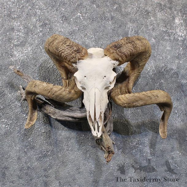 Corsican Ram Skull & Horns #11807 For Sale @ The Taxidermy Store