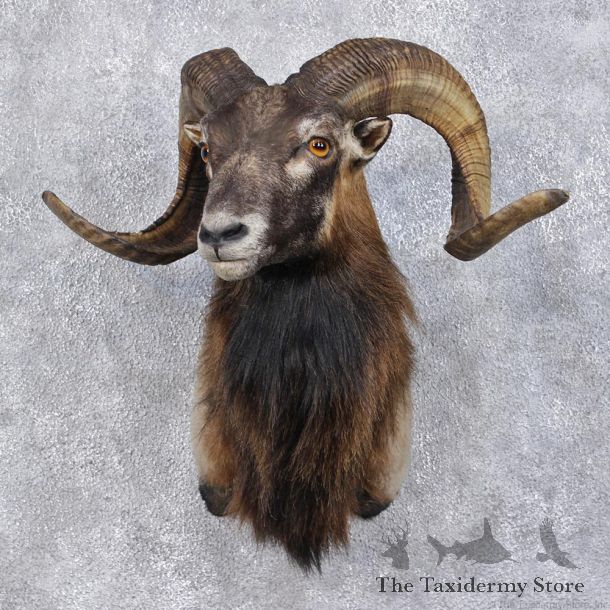 Corsican Ram Sheep Taxidermy Shoulder Mount #12468 For Sale @ The Taxidermy Store