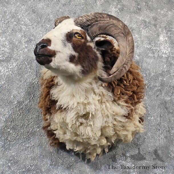 Jacobs Cross Ram Shoulder #11582 - For Sale @ The Taxidermy Store