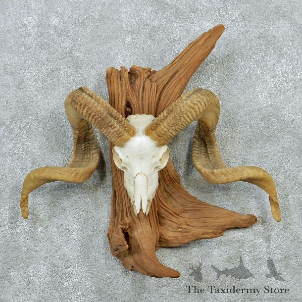 Corsican Skull & Horns Taxidermy European Mount #12872 For Sale @ The Taxidermy Store