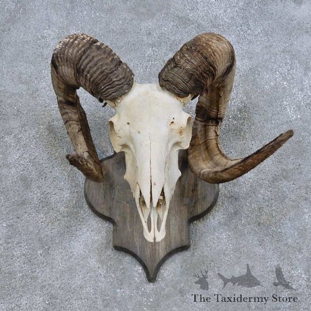 Corsican Ram Skull European Mount For Sale #14685 @ The Taxidermy Store