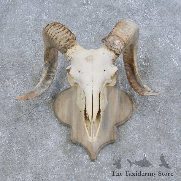 Corsican Ram Skull European Mount For Sale #14686 @ The Taxidermy Store