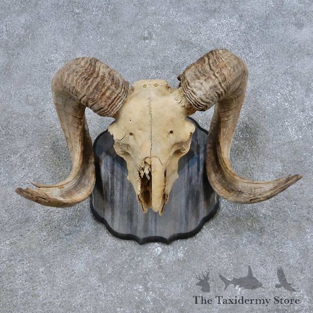 Corsican Ram Skull European Mount For Sale #14688 @ The Taxidermy Store