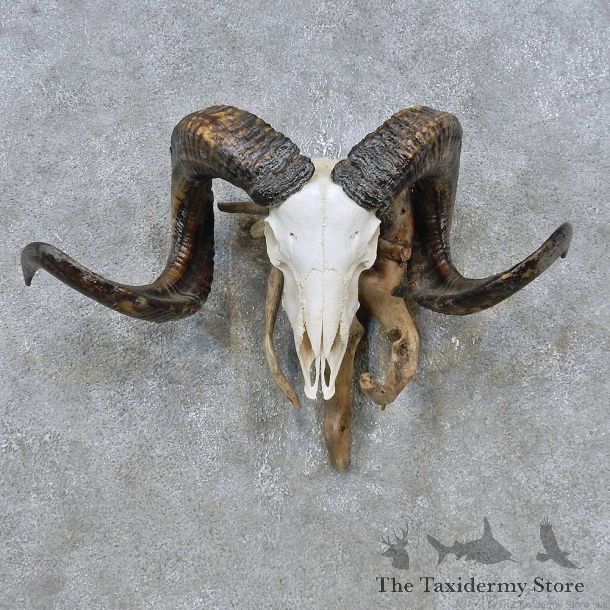 Corsican Ram Skull European Mount For Sale #14762 @ The Taxidermy Store