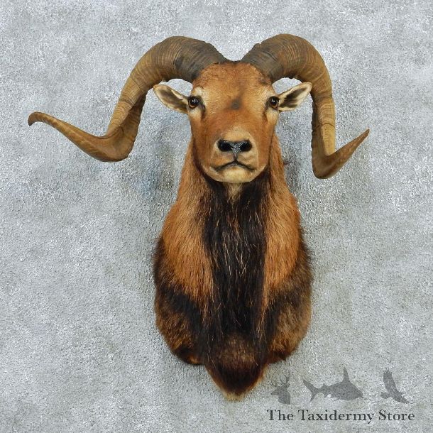 Corsican Ram Taxidermy Mount #12882 For Sale @ The Taxidermy Store
