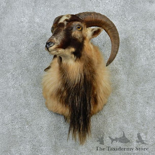 Corsican Ram Taxidermy Mount #12883 For Sale @ The Taxidermy Store
