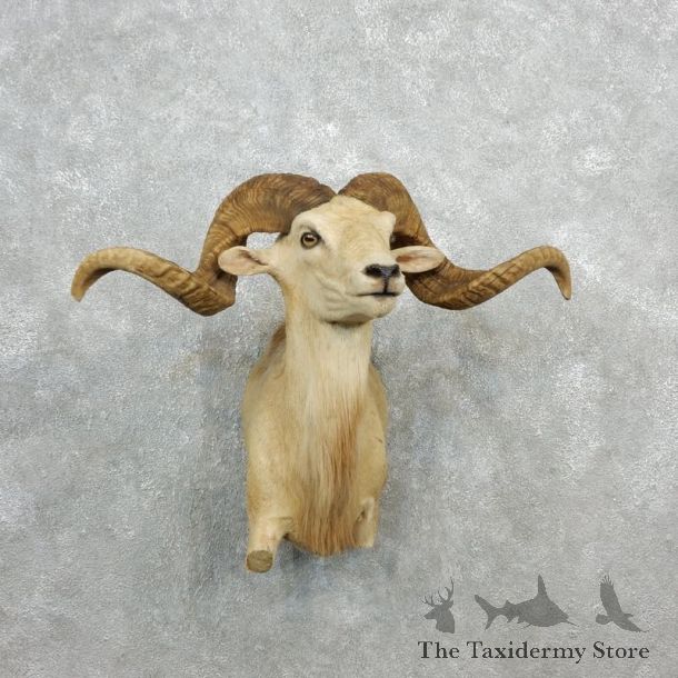 Corsican Ram Half Life-Size Mount For Sale #18098 @ The Taxidermy Store