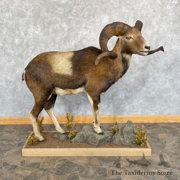Corsican Ram Life-Size Mount For Sale #24968 @ The Taxidermy Store