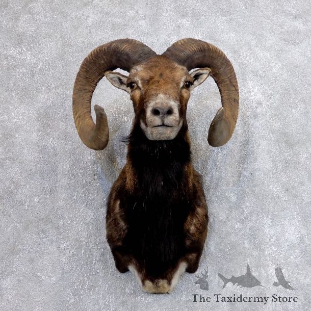 Corsican Ram Shoulder Mount For Sale #18616 @ The Taxidermy Store